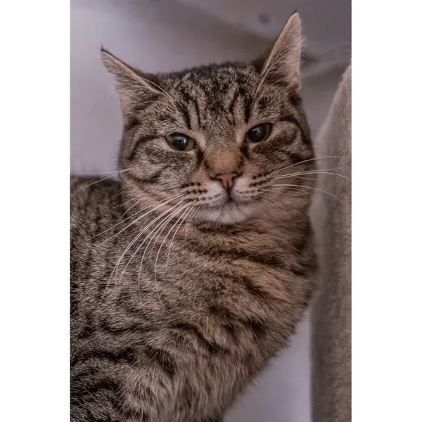 Znaleziono kota, Białystok, 25 lipca 2024 (1/3)