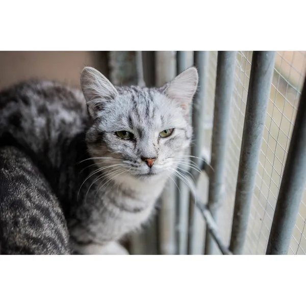 Znaleziono kota, Białystok, 24 lipca 2024 (2/5)