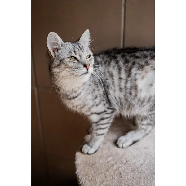 Znaleziono kota, Białystok, 24 lipca 2024 (3/5)