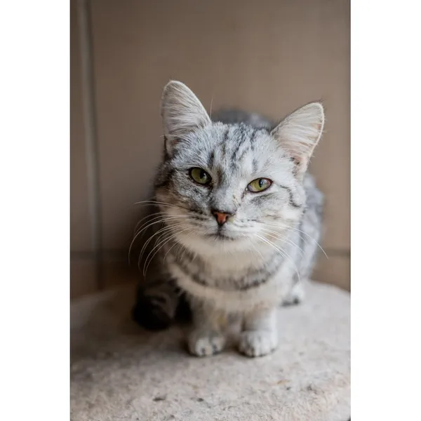 Znaleziono kota, Białystok, 24 lipca 2024 (4/5)