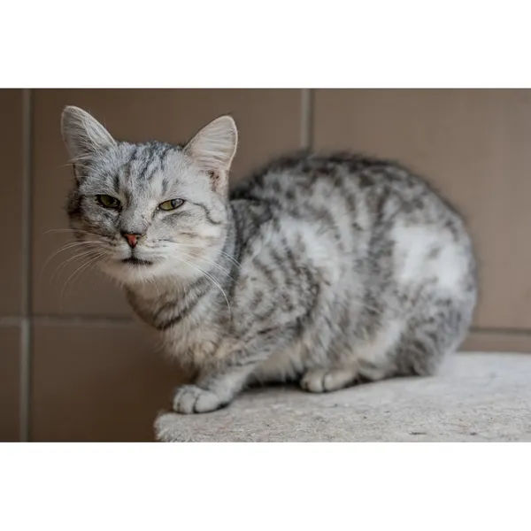 Znaleziono kota, Białystok, 24 lipca 2024 (5/5)