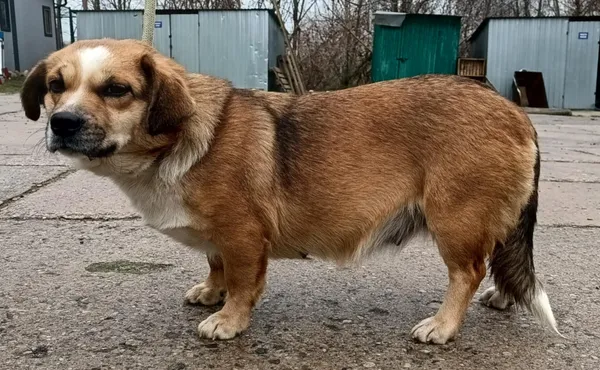 Znaleziono psa, Pieckowo, 4 grudnia 2024 (1/2)