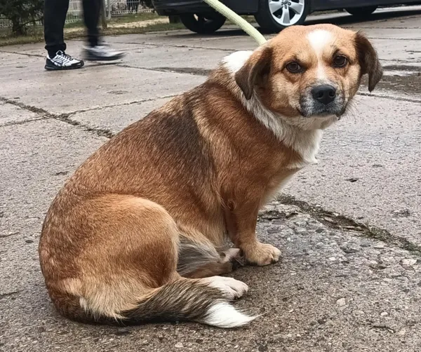 Znaleziono psa, Pieckowo, 4 grudnia 2024 (2/2)