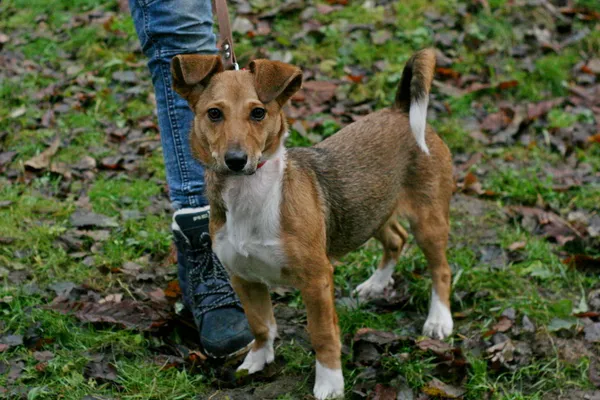 Znaleziono psa, Wałbrzych, 27 listopada 2024 (1/2)