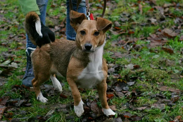 Znaleziono psa, Wałbrzych, 27 listopada 2024 (2/2)