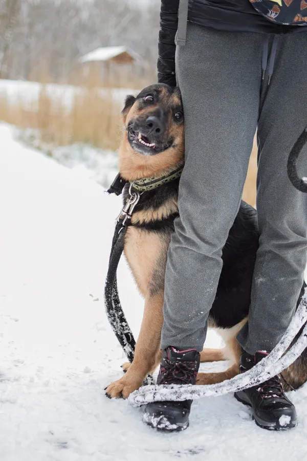 Znaleziono psa, Sosnowiec, 1 grudnia 2024 (4/5)