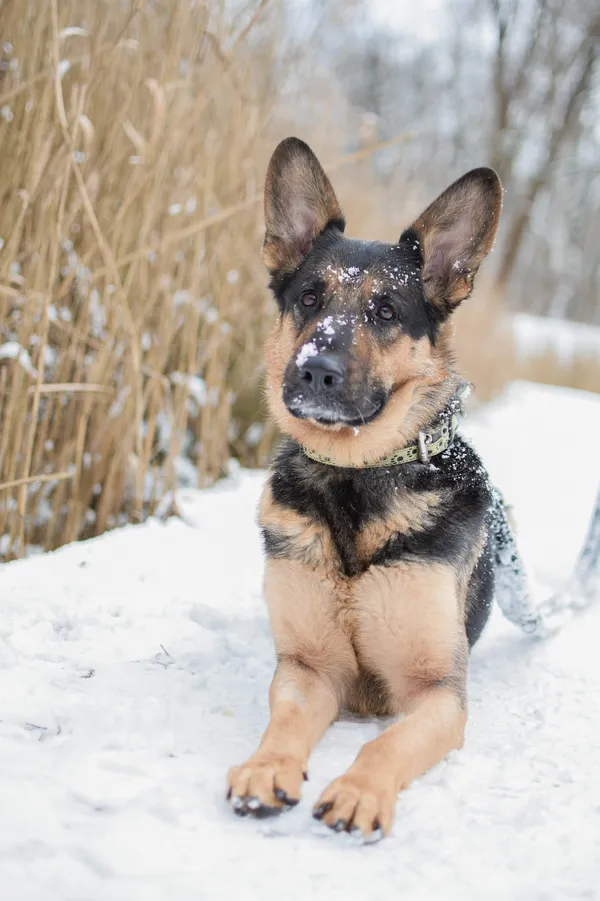 Znaleziono psa, Sosnowiec, 1 grudnia 2024 (5/5)