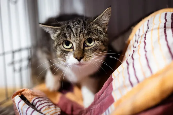 Znaleziono kota, Wałbrzych, 21 listopada 2024