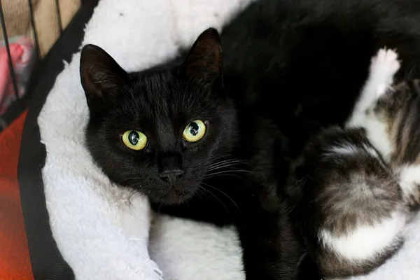 Znaleziono kota, Wałbrzych, 29 listopada 2024