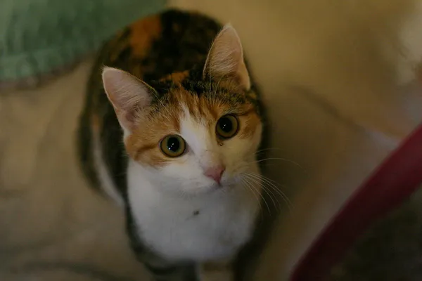 Znaleziono kota, Wałbrzych, 30 listopada 2024 (2/2)