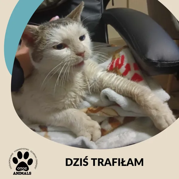 Znaleziono kota, Dąbrówka, 2 grudnia 2024