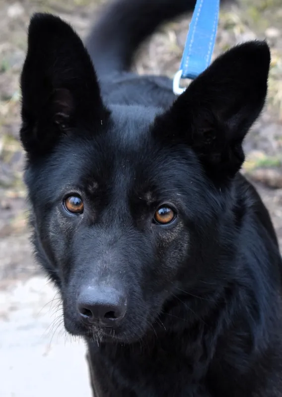 Znaleziono psa, Pieckowo, 2 grudnia 2024 (1/5)