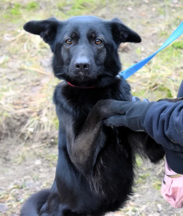 Znaleziono psa, Pieckowo, 2 grudnia 2024 (4/5)