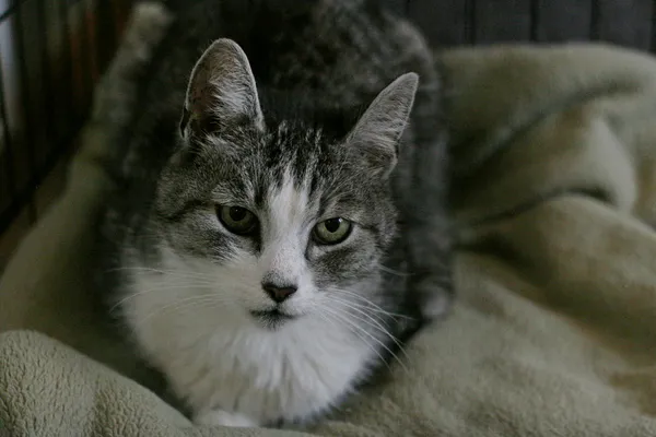 Znaleziono kota, Wałbrzych, 1 grudnia 2024 (2/2)