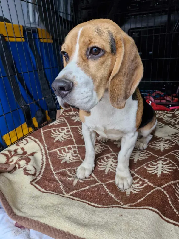 Znaleziono psa, Sosnowiec, 30 listopada 2024 (2/3)