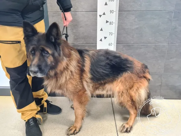 Znaleziono psa, Chełmek, 4 grudnia 2024