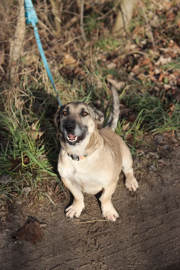 Pies do adopcji, Dłużyna Górna, 6 grudnia 2024 (5/5)