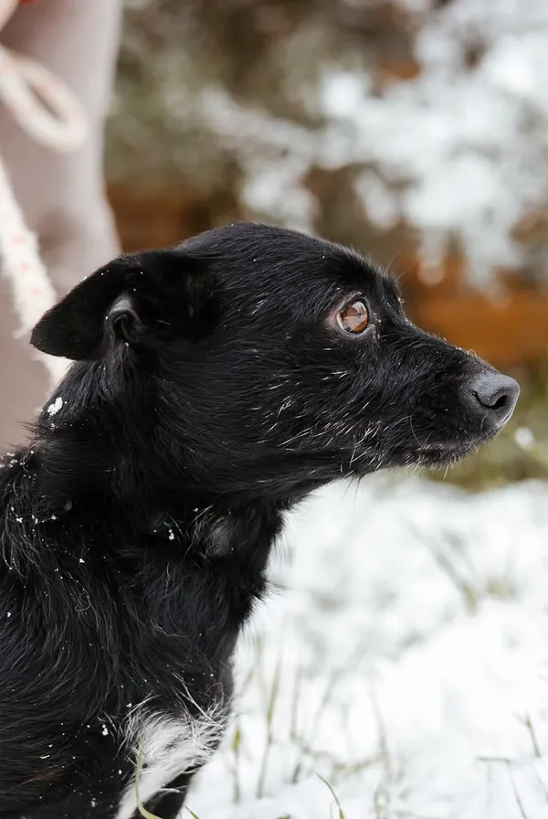 Pies do adopcji, Radom, 6 grudnia 2024 (3/5)