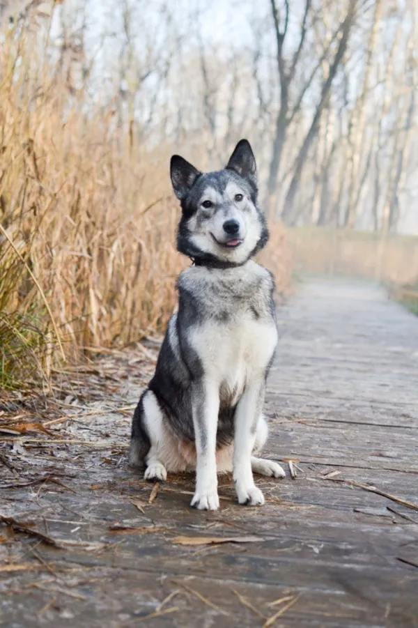 Znaleziono psa, Sosnowiec, 5 grudnia 2024 (3/3)