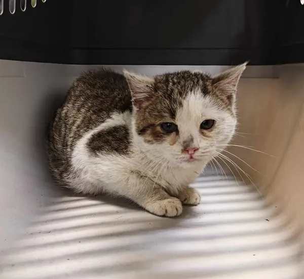 Znaleziono kota, Lublin, 3 grudnia 2024