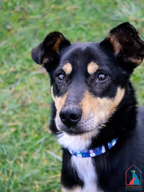 Pies do adopcji, Grudziądz, 19 października 2024 (4/5)