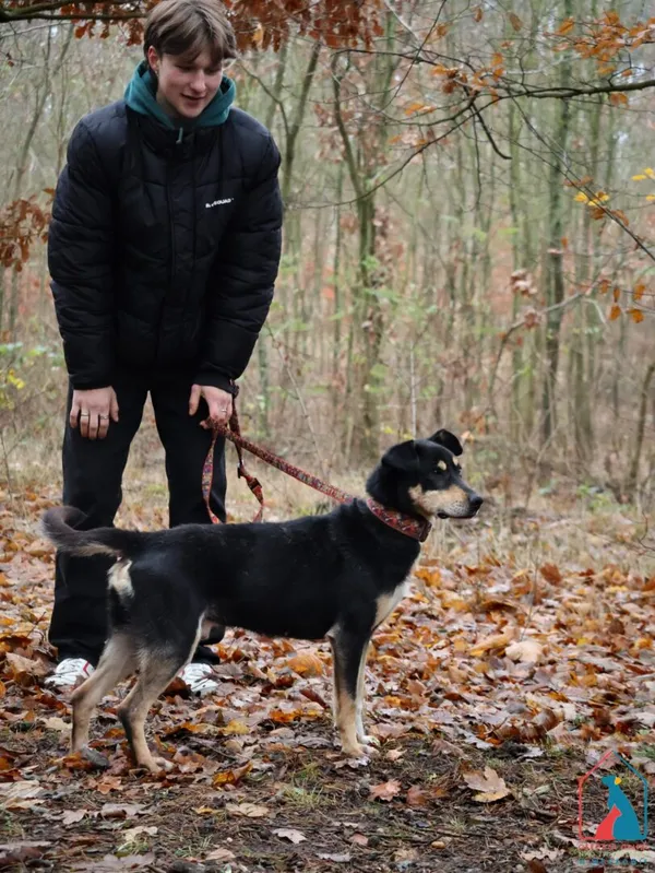 Pies do adopcji, Grudziądz, 19 października 2024 (5/5)