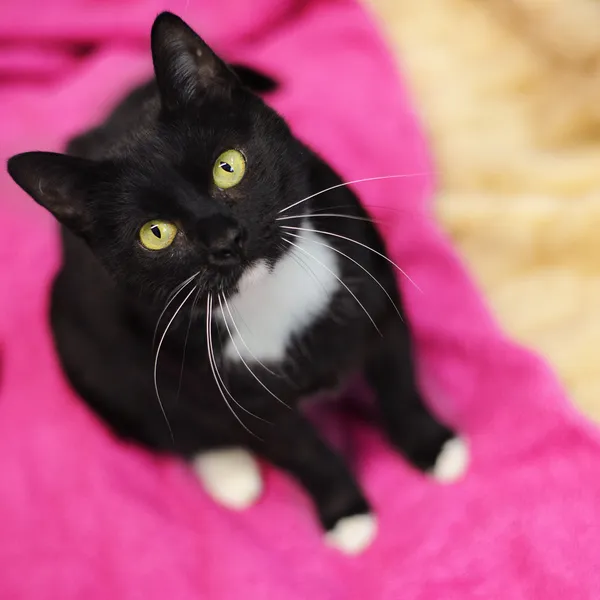 Znaleziono kota, Sosnowiec, 6 grudnia 2024 (3/5)