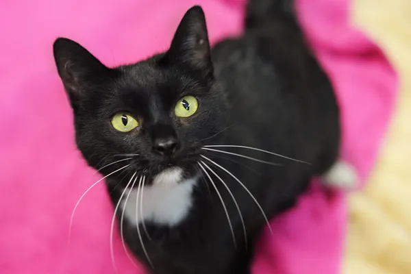 Znaleziono kota, Sosnowiec, 6 grudnia 2024 (5/5)