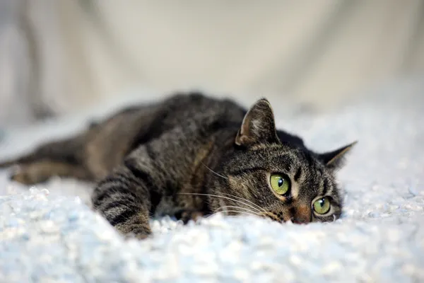 Znaleziono kota, Sosnowiec, 6 grudnia 2024 (1/5)