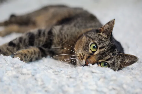 Znaleziono kota, Sosnowiec, 6 grudnia 2024 (2/5)