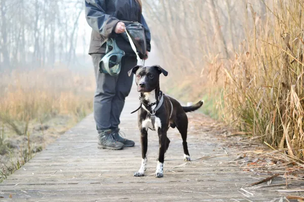 Znaleziono psa, Sosnowiec, 7 grudnia 2024 (1/5)
