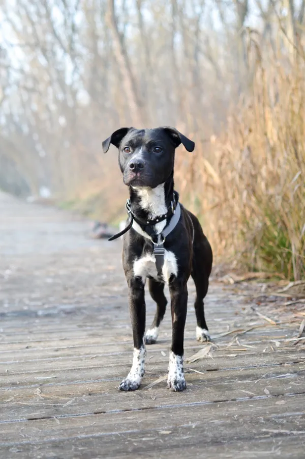 Znaleziono psa, Sosnowiec, 7 grudnia 2024 (2/5)