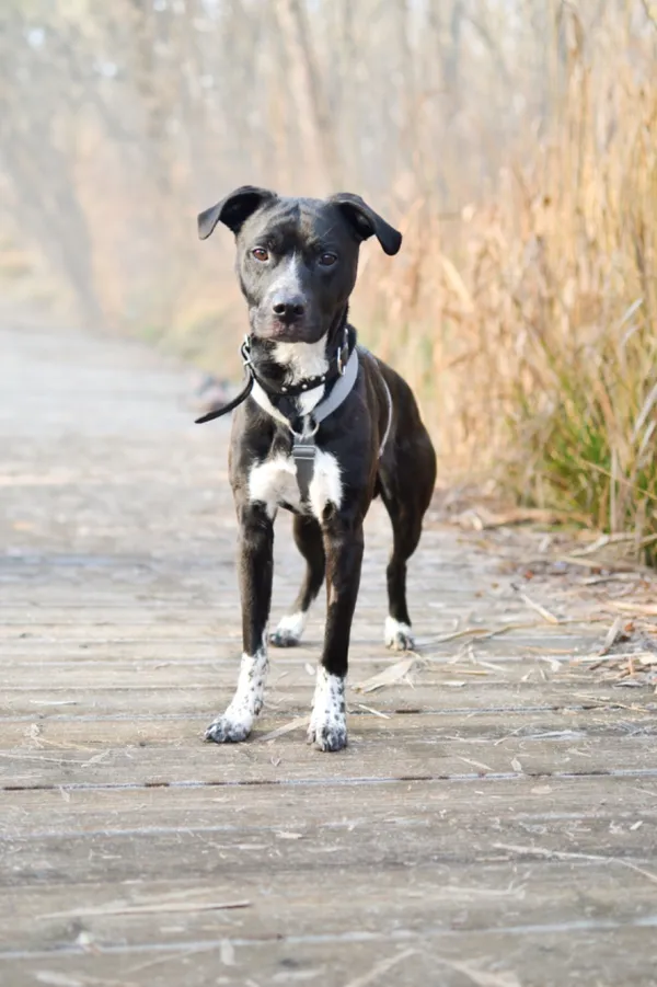 Znaleziono psa, Sosnowiec, 7 grudnia 2024 (3/5)