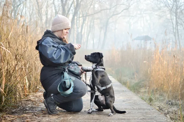 Znaleziono psa, Sosnowiec, 7 grudnia 2024 (4/5)