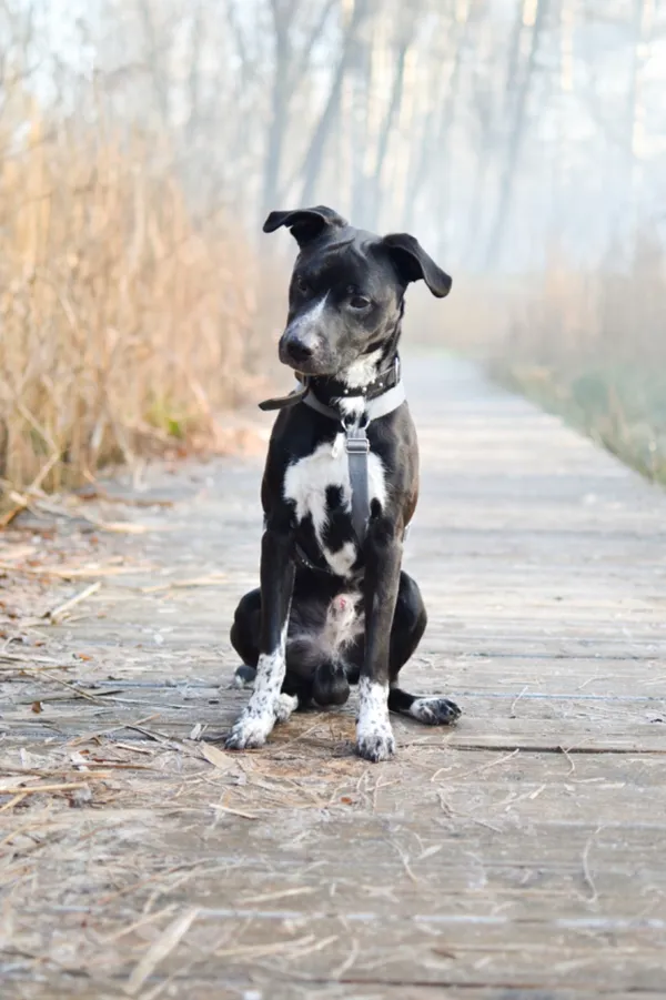 Znaleziono psa, Sosnowiec, 7 grudnia 2024 (5/5)