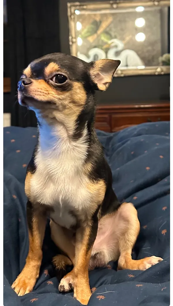 Zaginął pies, Łódź, 9 grudnia 2024