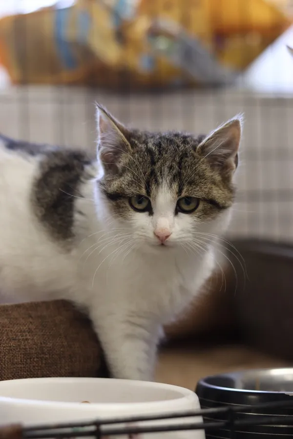 Kot do adopcji, Dłużyna Górna, 9 grudnia 2024 (1/5)