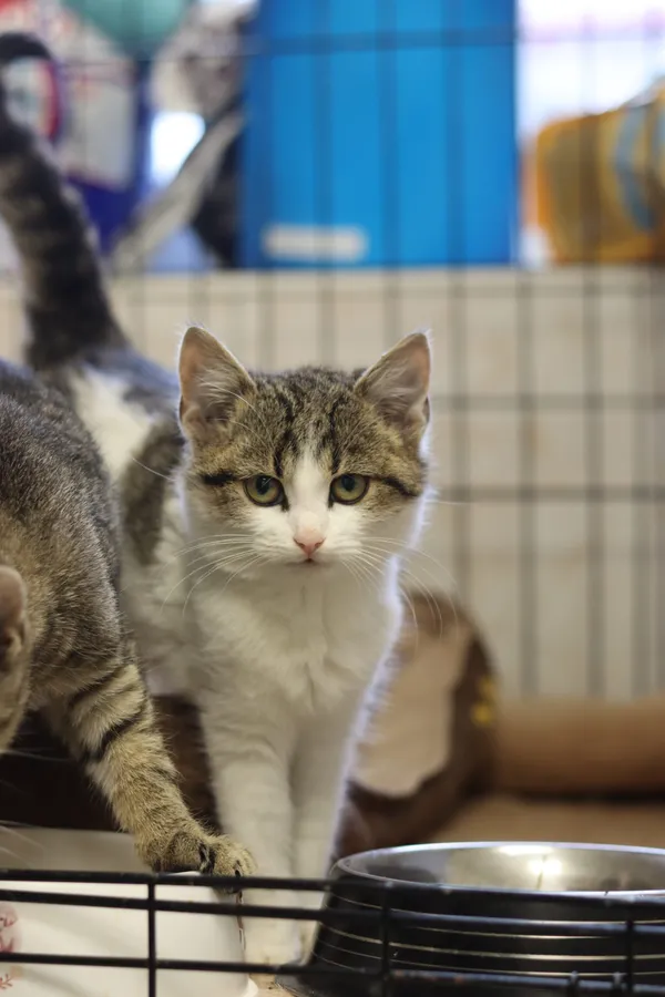 Kot do adopcji, Dłużyna Górna, 9 grudnia 2024 (2/5)