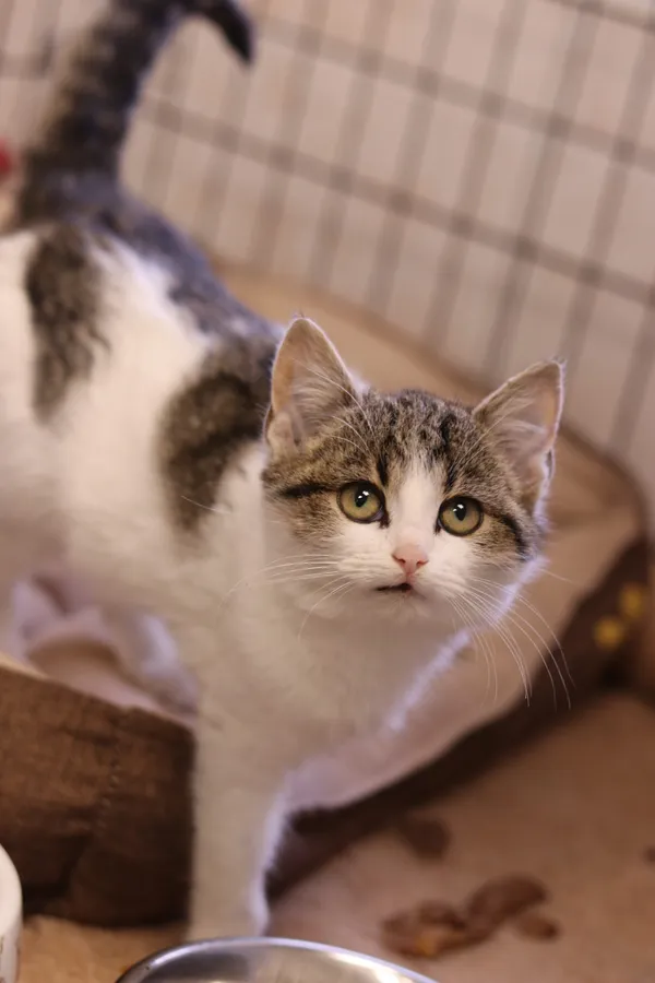 Kot do adopcji, Dłużyna Górna, 9 grudnia 2024 (3/5)