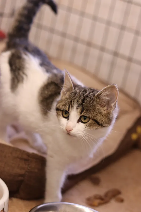 Kot do adopcji, Dłużyna Górna, 9 grudnia 2024 (4/5)