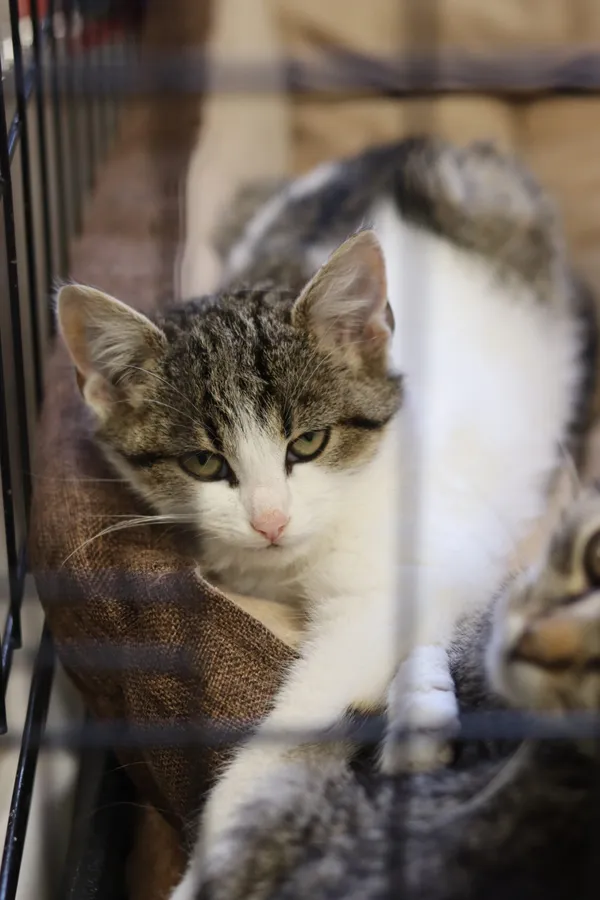 Kot do adopcji, Dłużyna Górna, 9 grudnia 2024 (5/5)