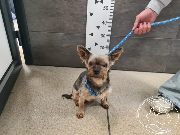 Znaleziono psa, Chełmek, 8 grudnia 2024