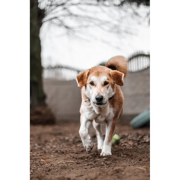 Znaleziono psa, Białystok, 2 grudnia 2024 (2/4)