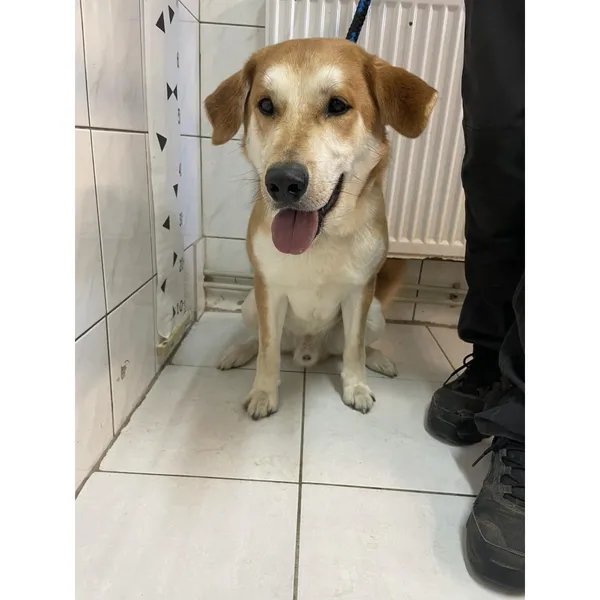 Znaleziono psa, Białystok, 2 grudnia 2024 (4/4)