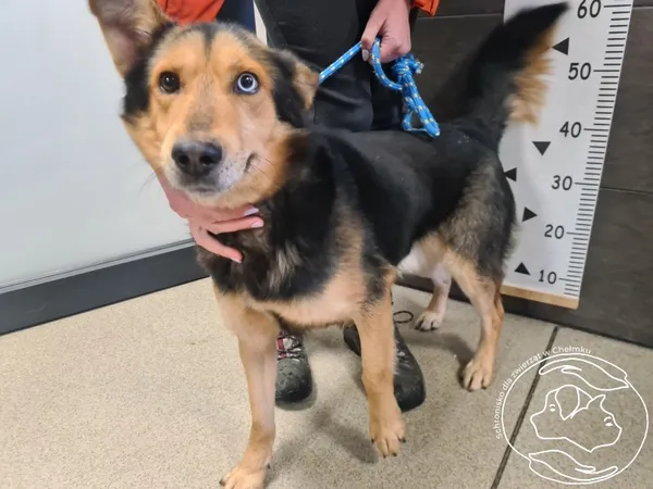 Znaleziono psa, Chełmek, 9 grudnia 2024