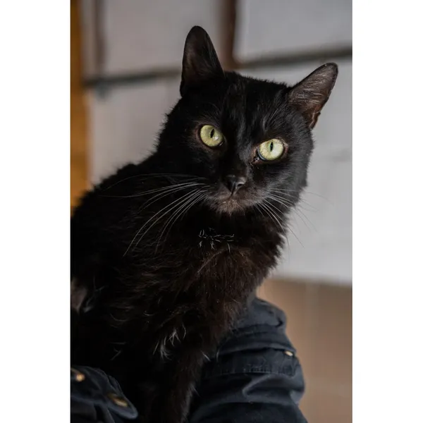 Znaleziono kota, Białystok, 5 grudnia 2024 (2/5)