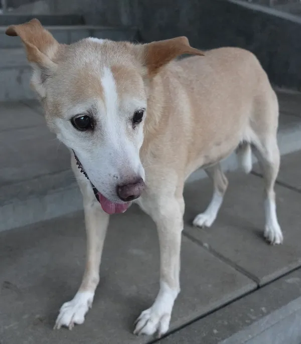 Znaleziono psa, Gdańsk, 11 grudnia 2024