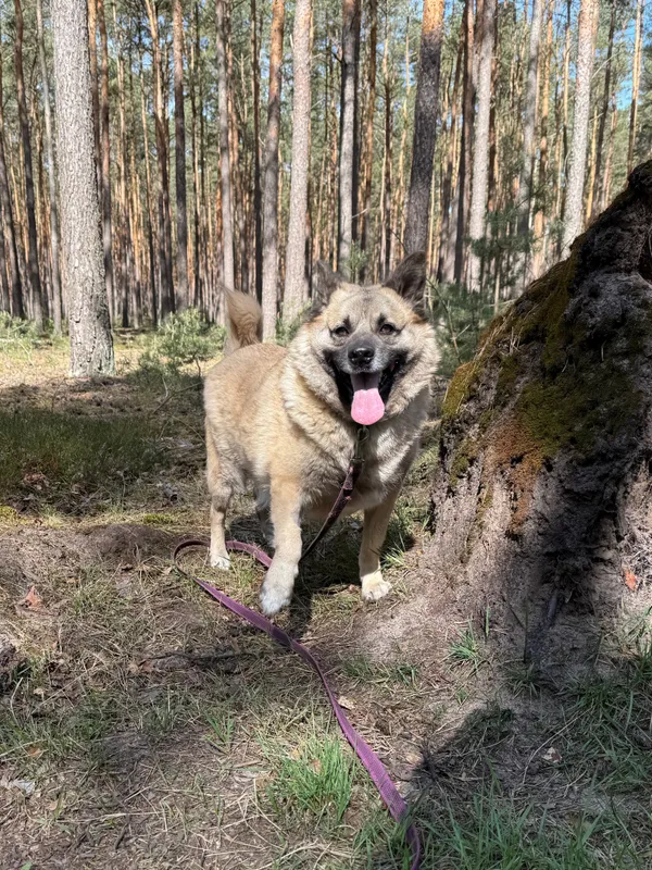 Pies do adopcji, Włocławek, 29 lipca 2022 (1/3)