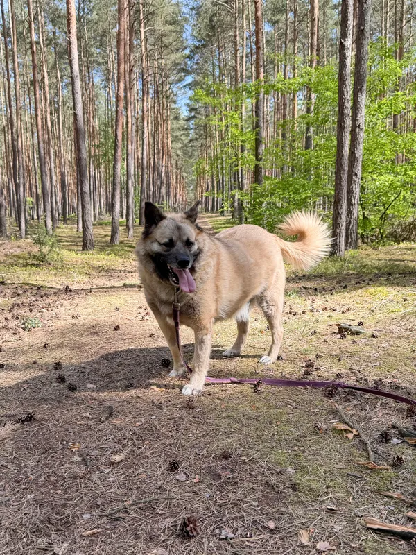 Pies do adopcji, Włocławek, 29 lipca 2022 (2/3)