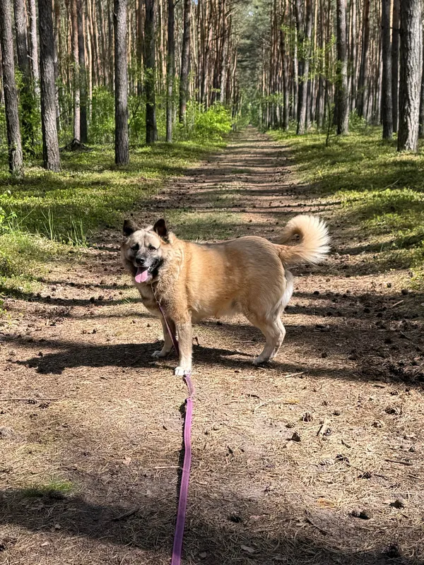 Pies do adopcji, Włocławek, 29 lipca 2022 (3/3)